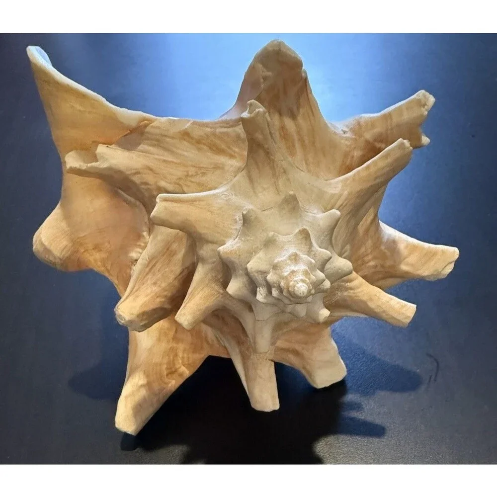 Bahamas Large Conch Seashell Vintage Ocean Decor Big Decorative Beach Sea Shell